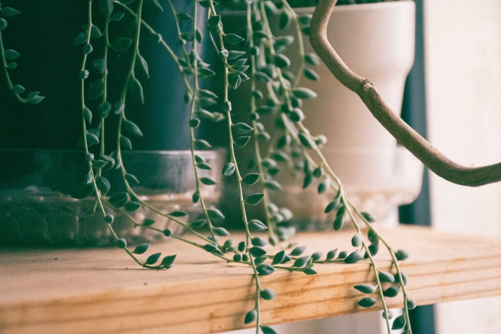 String of Pearls House Plant in a Green Pot