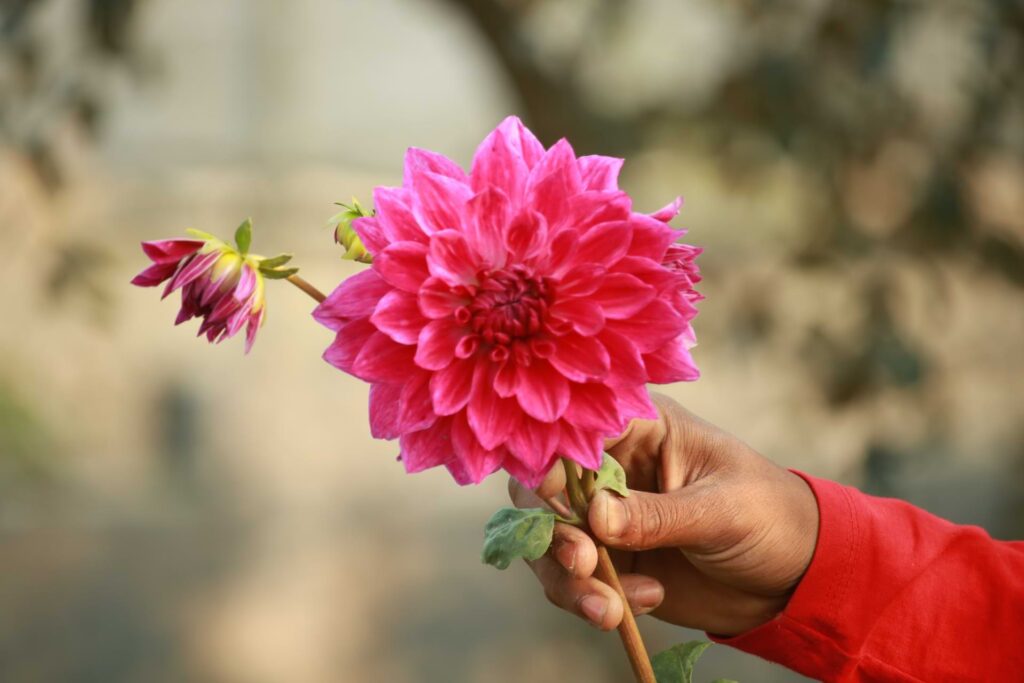 A hand holding a bright pink dahlia