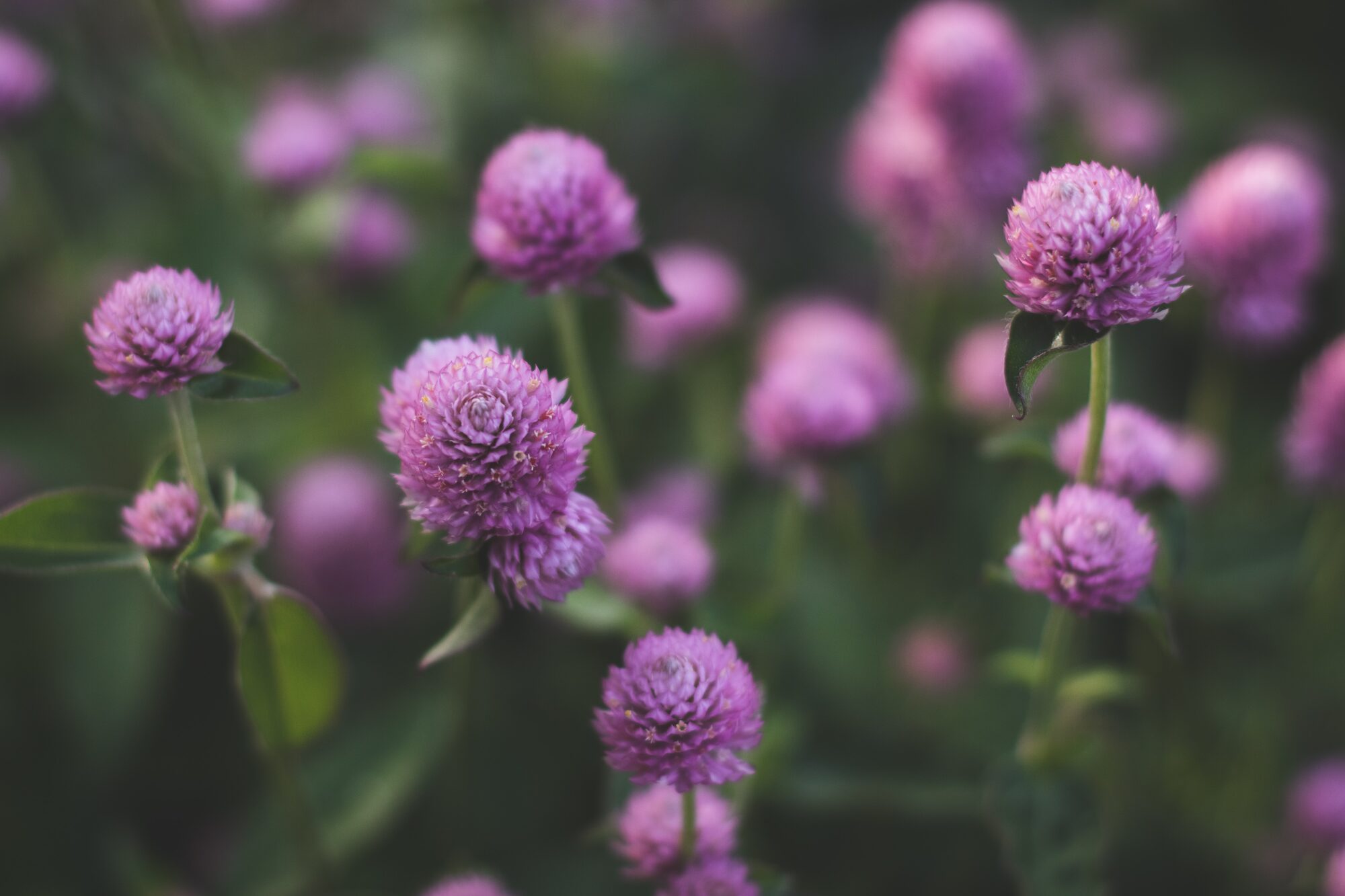 Image of Purple Clover Flowers