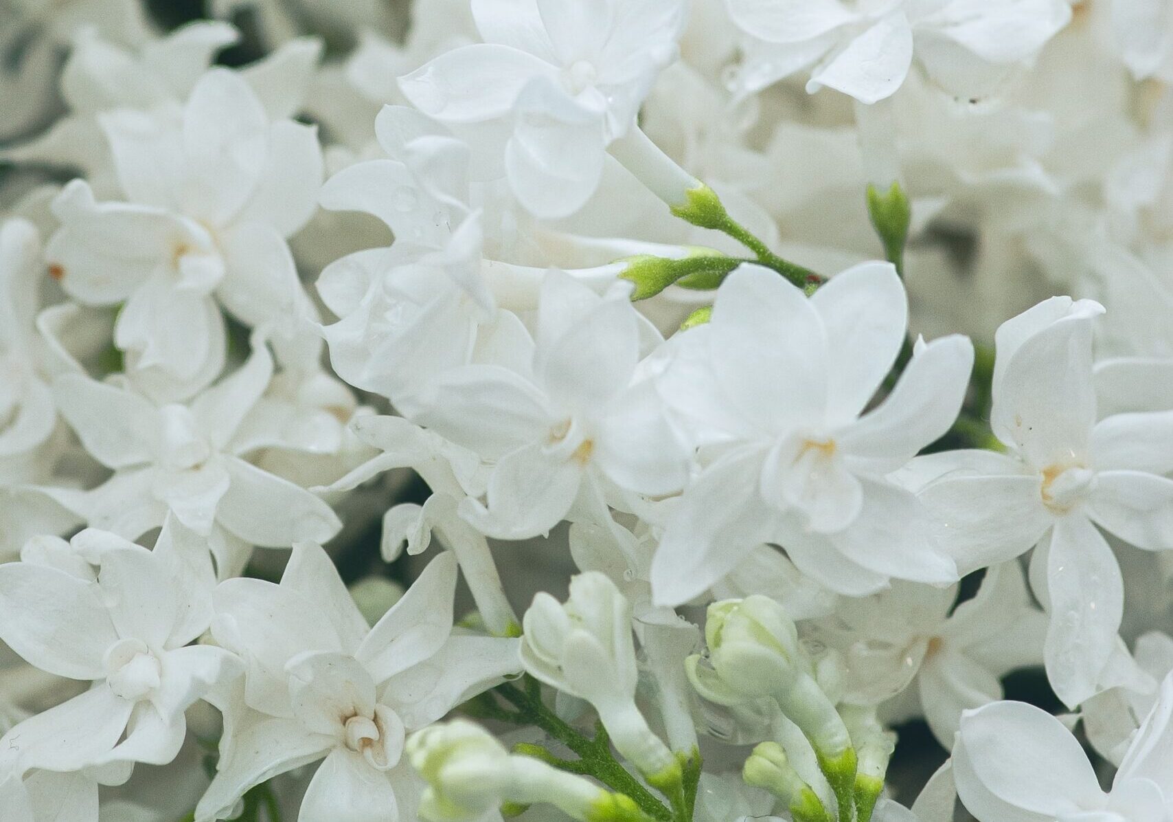 Hero image on Sympathy Flowers Page, also the image which indicates link to Sympathy Flowers page, depicts white flowers